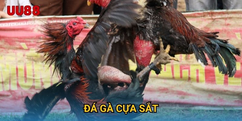 Đá Gà Cựa Sắt UU88 Đỉnh Cao Cảm Giác Kịch Tính Mỗi Trận Đấu