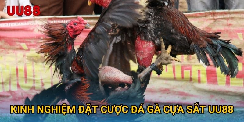 Kinh nghiệm đặt cược đá gà cựa sắt UU88