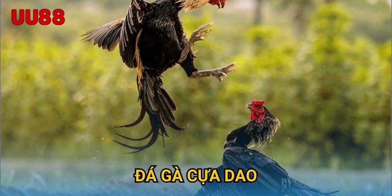 Đá Gà Cựa Dao UU88 Đỉnh Cao Tốc Độ Và Kịch Tính Đỉnh Điểm