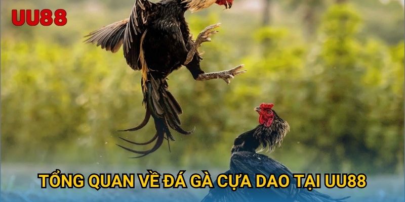 Tổng quan về đá gà cựa dao tại UU88