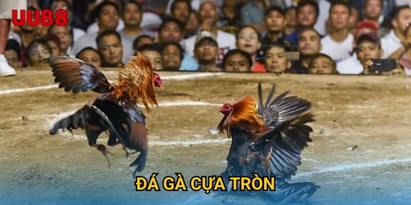 Đá Gà Nòi UU88 Đỉnh Cao Của Truyền Thống Và Sức Mạnh