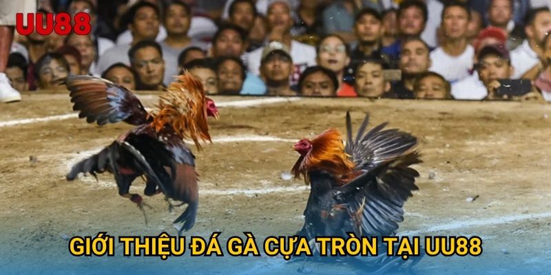 Giới thiệu đá gà nòi tại UU88