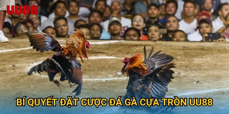 Bí quyết thắng cược đá gà nòi UU88