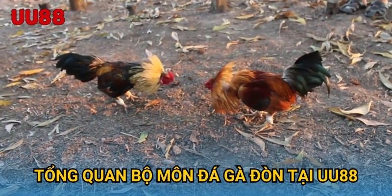 Tổng quan bộ môn đá gà đòn tại UU88