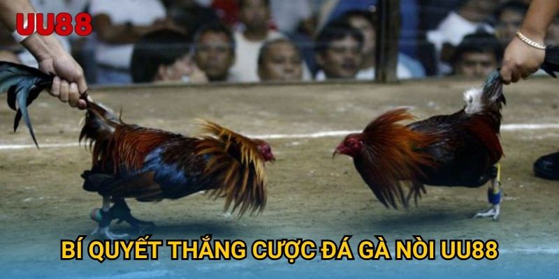 Bí quyết đặt cược đá gà cựa tròn UU88