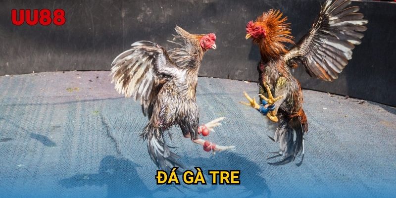 Đá Gà Tre UU88 Trải Nghiệm Đỉnh Cao Với Những Trận Đấu Hấp Dẫn