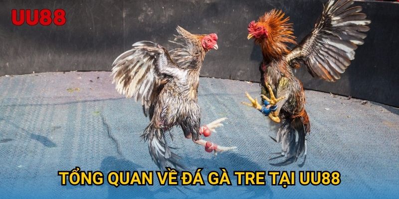 Tổng quan về đá gà tre tại UU88