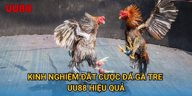 Kinh nghiệm đặt cược đá gà tre UU88 hiệu quả